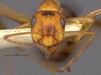 Media type: image;   Entomology 9210 Aspect: hefa